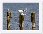 3 riuttatiirat Sterna sandvicensis 6211 * 900 x 675 * (376KB)